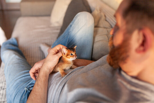 Young man gently petting tiny Abyssinian kitten sitting on his lap at home. Human-animal connection, companionship, comfort, pet care, cozy atmosphere of home life.
