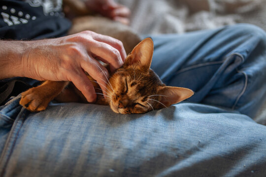 Сlose-up shot of person gently petting relaxed Abyssinian kitten resting on lap. Bond between pet and owner,  anti-stress, companionship, tenderness, comfort, human-animal interaction at home.