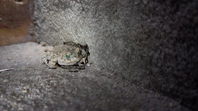 Front View of Crouching Toad by Stone Wall at Night