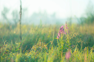 Soft pastel background with summer vegetation. © Anatoliy