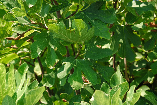 Close-up of green lobed leaves of a common fig tree, Ficus carica. Botanical texture, foliage, and Mediterranean garden vegetation.