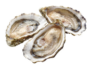 Fresh Opened Oysters Isolated on Transparent Background © PixFoto