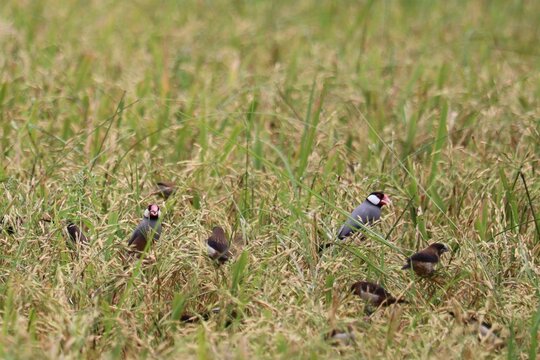 Rice Field Sparrows: A flock of small sparrows with distinctive markings gather amongst the ripening rice stalks in a sun-drenched field, seeking sustenance and shelter.