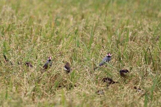 Rice Field Birds: A flock of small, colorful birds perches amidst the golden stalks of a ripe rice field, capturing a serene moment in agricultural landscape.