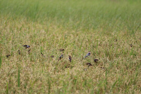 Flock of Birds in a Rice Paddy: A dynamic scene of a flock of small birds scattered amongst the ripening grains of a golden rice paddy.