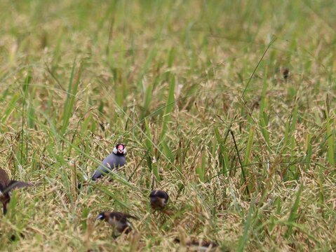 Small Birds in Rice Field: A flock of small birds, including a distinctive java sparrow, forage for grains in a sun-drenched rice field, a common sight in rural agricultural landscapes.