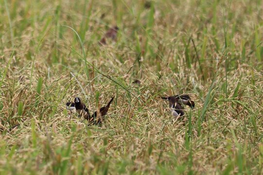 Small Birds Foraging in Grass: A group of small birds, their plumage blending with the dry grass, actively forage for food amongst the stalks. A moment of quiet sustenance in the natural world.