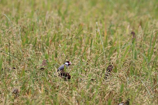 Small Bird Amongst Rice Field: A small, beautifully patterned bird stands alert in a lush field of ripe rice stalks, its delicate form a contrast to the dense greenery.