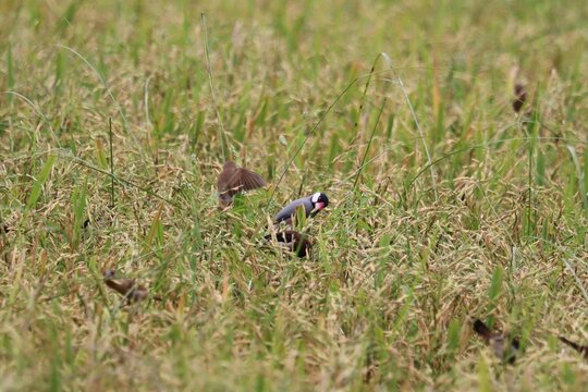 Field Sparrows in Golden Field: A small group of field sparrows forage for seeds in a vast field of ripe golden grain.