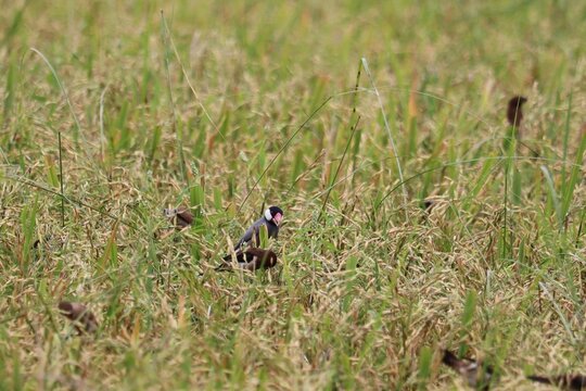 A Flock of Birds in a Rice Field: A small flock of birds, with a striking Japanese Robin in the center, forage for food amongst the tall green stalks of a rice paddy.
