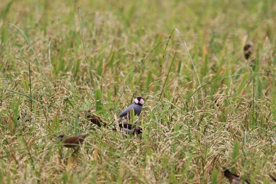 Rice Field Birds: A small group of birds, including one with distinct markings, forage for food amongst the stalks of a ripening rice field under a bright sky.