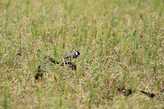 Two birds in field