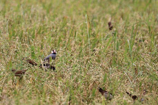 A Flock of Birds Foraging in a Rice Field: Several small birds, some with striking grey and white plumage, are captured foraging amongst the ripe stalks of a golden rice field.