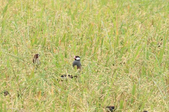 Two Birds in a Rice Field: Two small birds, one with a distinctive black and white head, are nestled amidst the tall green stalks of a rice field, hinting at a serene natural setting.