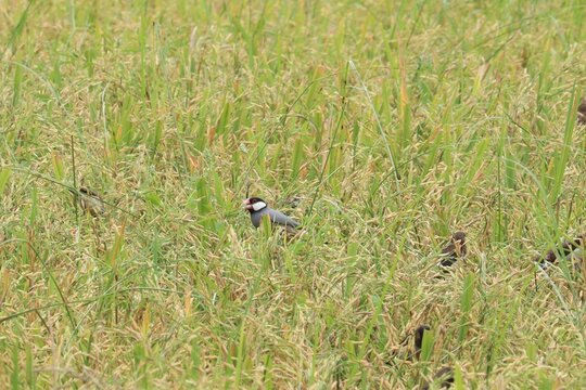 Sparrow in a Rice Field: A small sparrow, distinguished by its markings, is nestled amongst the lush green stalks of a mature rice paddy field.