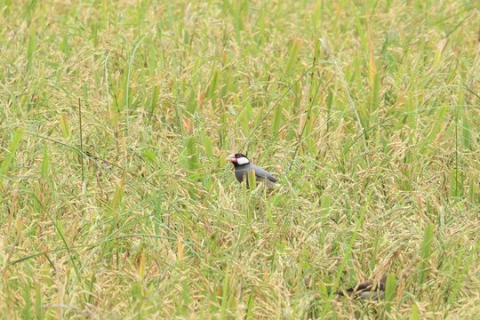 Small Bird in Rice Field: A lone small bird with distinct markings stands amidst a verdant rice paddy, its dark plumage contrasting with the golden-green stalks of the ripe crop.