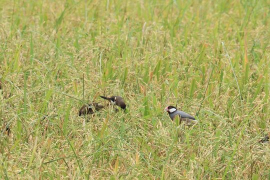 Two birds foraging in a rice field