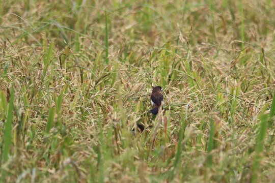 Small Bird in Rice Field: A tiny bird with a dark plumage is perched amidst a dense field of ripening rice, its natural camouflage blending seamlessly with the golden stalks and green leaves.