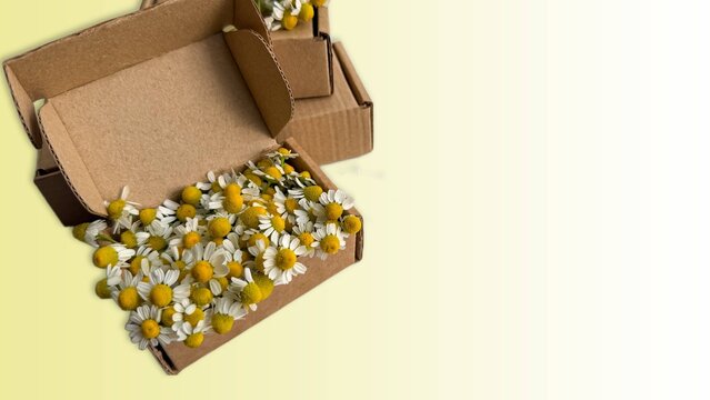 Craft box overflowing with dried chamomile flowers on soft yellow background, organic tea harvest, herbal wellness.