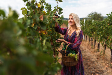 Obraz premium Smiling woman harvesting grapes in a vineyard during sunny day