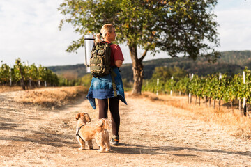 Obraz premium Hiking woman with dog in vineyard during sunny day