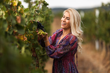 Obraz premium Woman smiling while picking grapes in a vineyard during golden hour