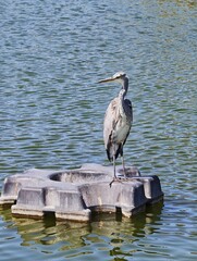 Fototapeta premium Grey heron standing on a floating platform in the water with wading bird, a bird
