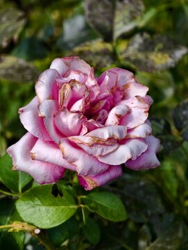 Close-up of a wilting pink rose with brown edges on petals