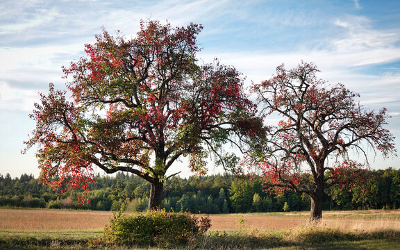 Laubb&auml;ume mit rot verf&auml;rbtem Herbstlaub im September 2026 in Pforzheim Hohenwart in der Abendsonne