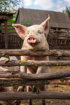 Pig farming raising and breeding of domestic pigs