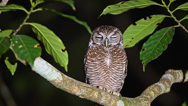 Peque&ntilde;o autillo con brillantes ojos amarillos posado en una rama curvada en plena noche, rodeado de hojas verdes en la oscuridad.