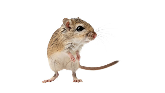 Small brown jerboa rodent animal standing on transparent background