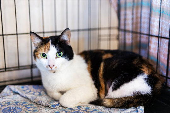 Calico cat resting inside metal wire carrier on patterned blanket indoors, alert calm gaze, tri-color fur portrait with soft lighting in cozy rescue caretaking scene