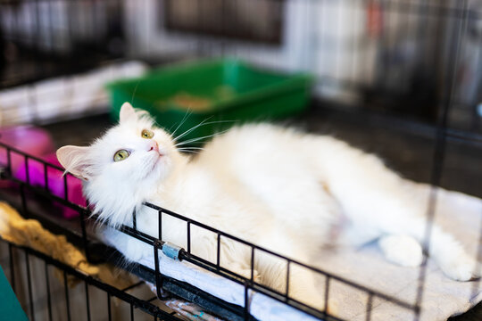 White longhaired cat lounging inside metal kennel cage with green litter tray, soft wire background, relaxed upward gaze and fluffy fur in bright indoor light
