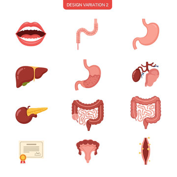 Flat Design Human Digestive System Organs Illustration.