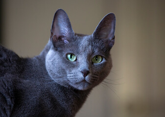Male russian blue cat. © Norman