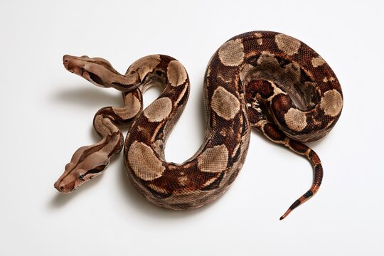 Two-headed snake with brown patterned scales on white