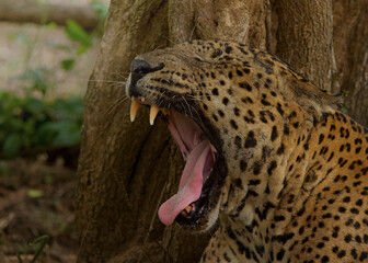 close up of leopard © Sansuka