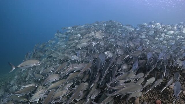 Bigeye trevally (Caranx sexfasciatus) forming a dramatic schooling tornado in open water near Tulamben, Bali. 4K UHD slow-motion underwater footage