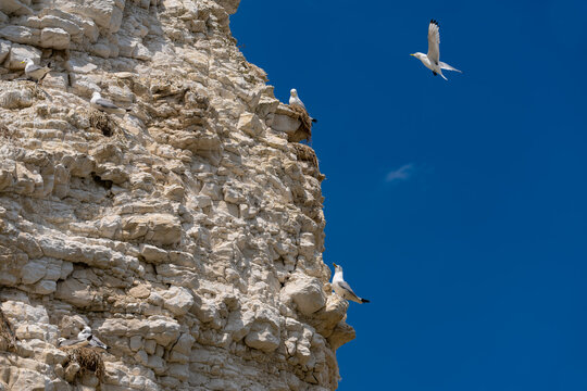 Black-legged kittiwakes (Rissa tridactyla) nesting and flying beside the white chalk cliffs of Flamborough Head, East Yorkshire, beneath a vivid blue summer sky.