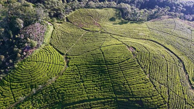 Lush green tea terraces carving hillside contours in Kertowono captured by aerial drone