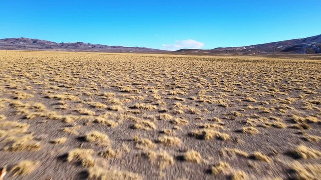 Vicu&ntilde;as run across a dry high-altitude grassland in Reserva de Biosfera Laguna Blanca, Catamarca, Argentina, as the drone tracks forward over the open puna landscape.