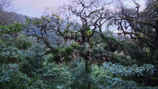 Dense Yungas cloud forest fills the frame as moss-covered branches and epiphytes stretch across the canopy, useful for themes of biodiversity, conservation, or South American wilderness.