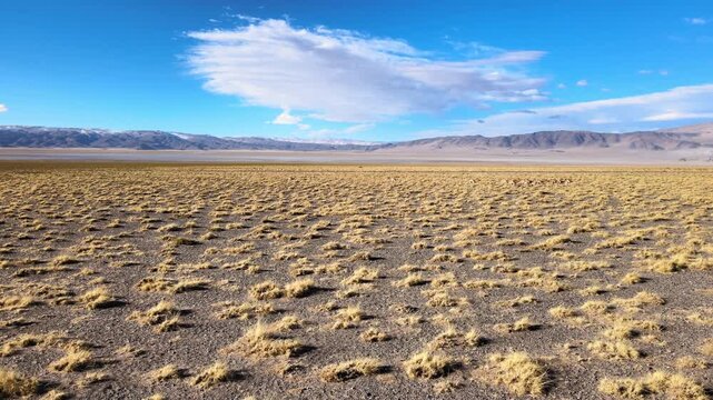 Sparse yellow tussock grass dots a wide, dry high-altitude plain beneath clear blue sky in Laguna Blanca Biosphere Reserve, Argentina, useful for climate change or desertification themes.