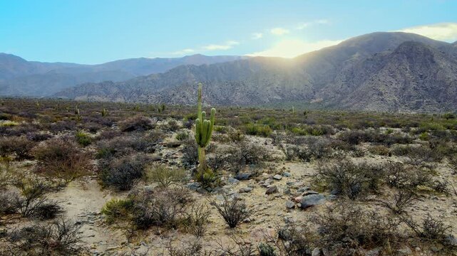 Single Leucostele cardon cactus stands in a dry Valles Calchaquies valley as the sun sets behind the Tucuman mountains.