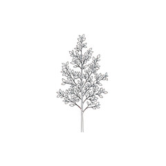 Fototapeta premium Minimalist hand drawn sketch of a tall slender tree with detailed foliage.