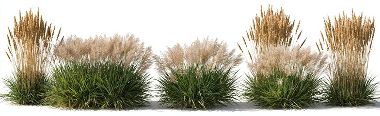 Obraz premium Diverse ornamental grasses and pampas plants arranged in