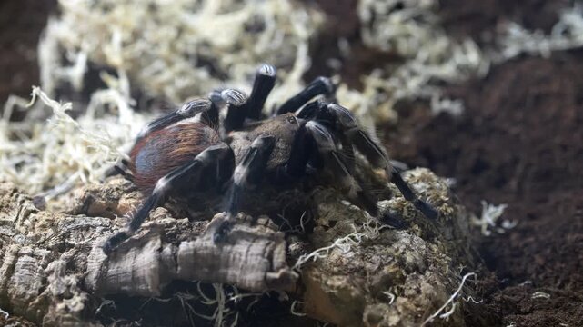 Dark, hairy tarantula on mossy log. Spider moves slowly over textured bark. Background shows soft, white moss. Naturalistic close-up of arachnid in terrarium setting