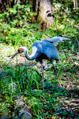 Fototapeta premium A Daurian crane grazes the grass in the forest on a bright sunny day. Animals, birds, ornithol-ogy, ecology.