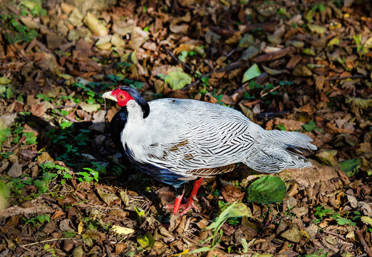 A silver pheasant stands on the ground in the forest on a bright sunny day. Animals, birds, or-nithology, ecology.